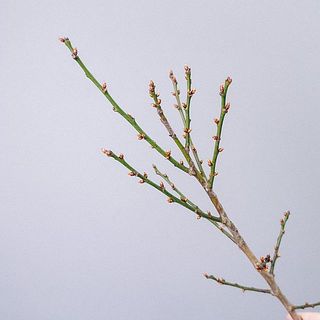 まだまだ伸びたての新芽たちがいることも。だんだんと茶色い枝に変化していきます。