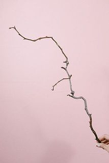 枝ぶりには個体差があります。