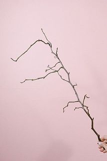 くねくねした梅は珍しいです。