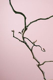 蕾は小さいですが、根気よくお世話をすると花を咲かせます。