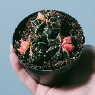 ひとつひとつ柄の出方が違います。個性たっぷり😍