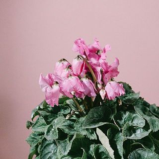 たっぷりお水を与えてあげて。花が終わったら摘んであげましょう。