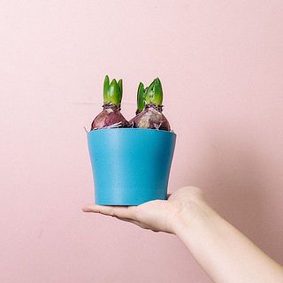 どんな色が咲くかお楽しみに♪