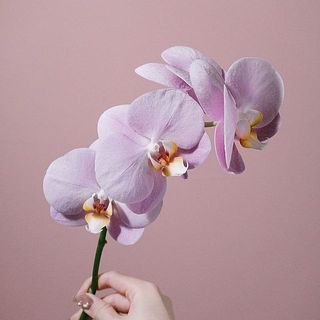 「エミリー」