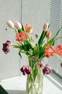 4品種ミックスでお届けするので、それぞれの違いも楽しんで（品種はおまかせなので、写真と異なる場合があります）。