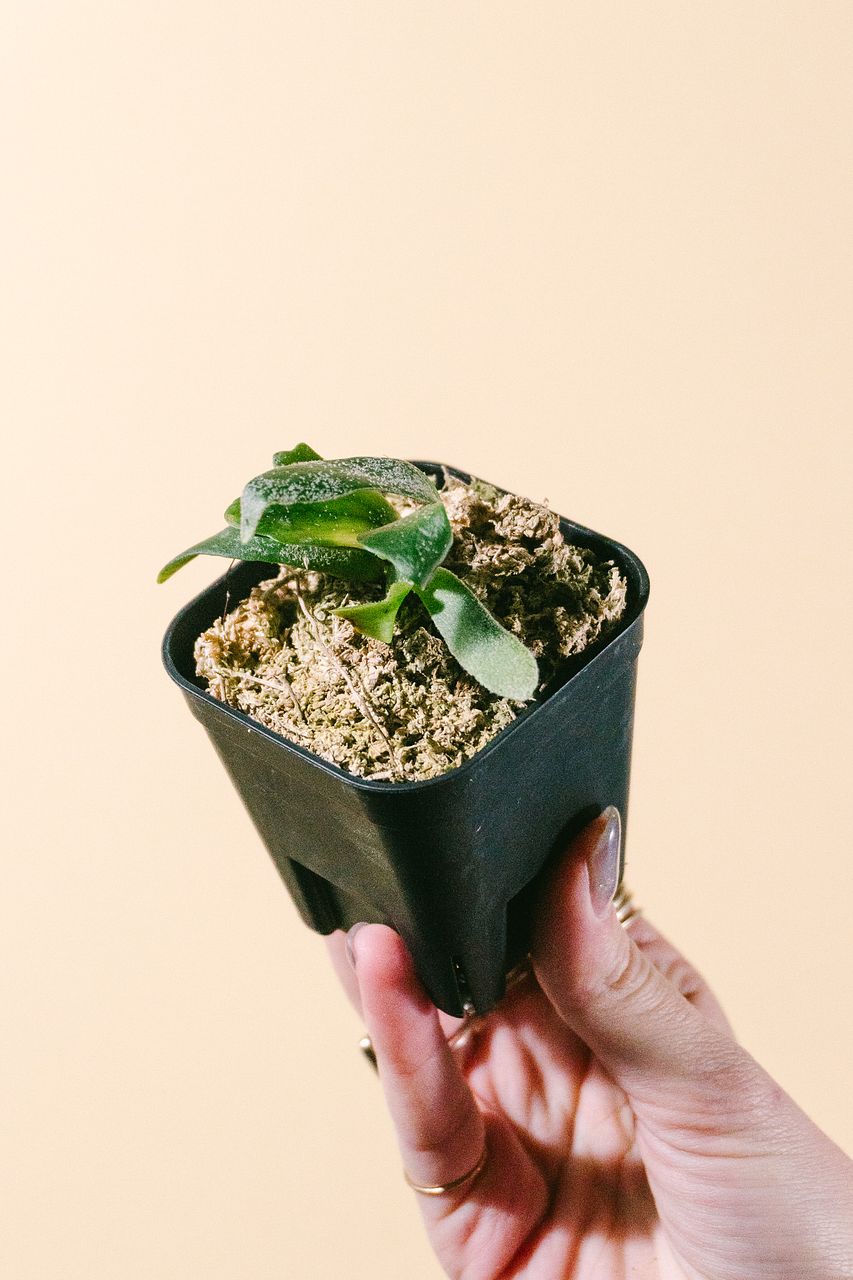 超希少！ビカクシダ「p.willinkii 'bacteria'」