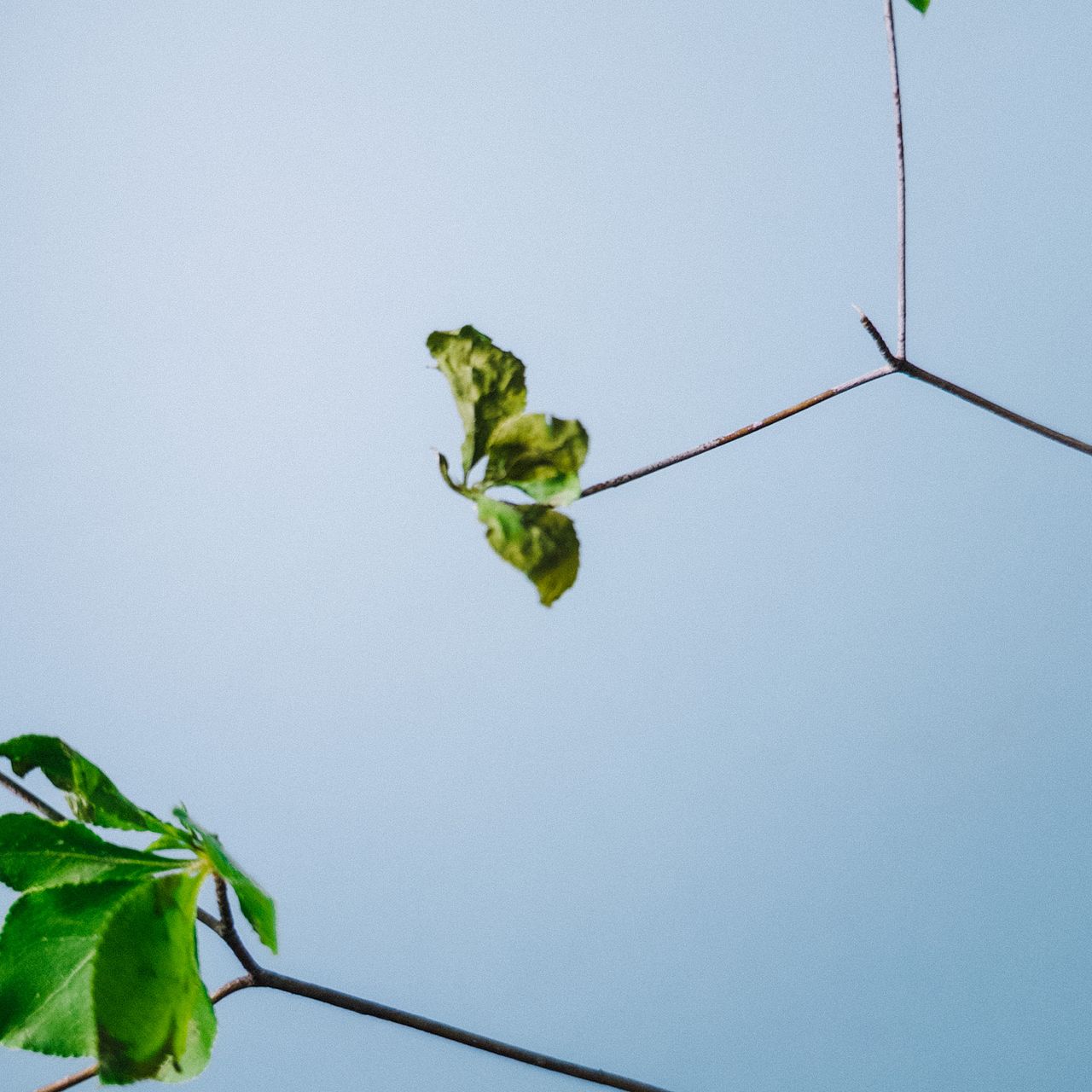 ドウダンツツジ