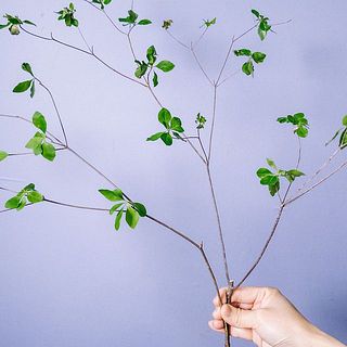 枝ぶりは個体差があります