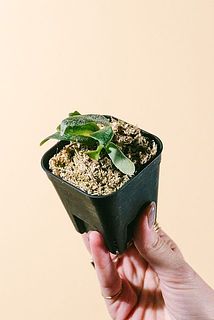 ちょっとずつ葉っぱの形には個体差があります。