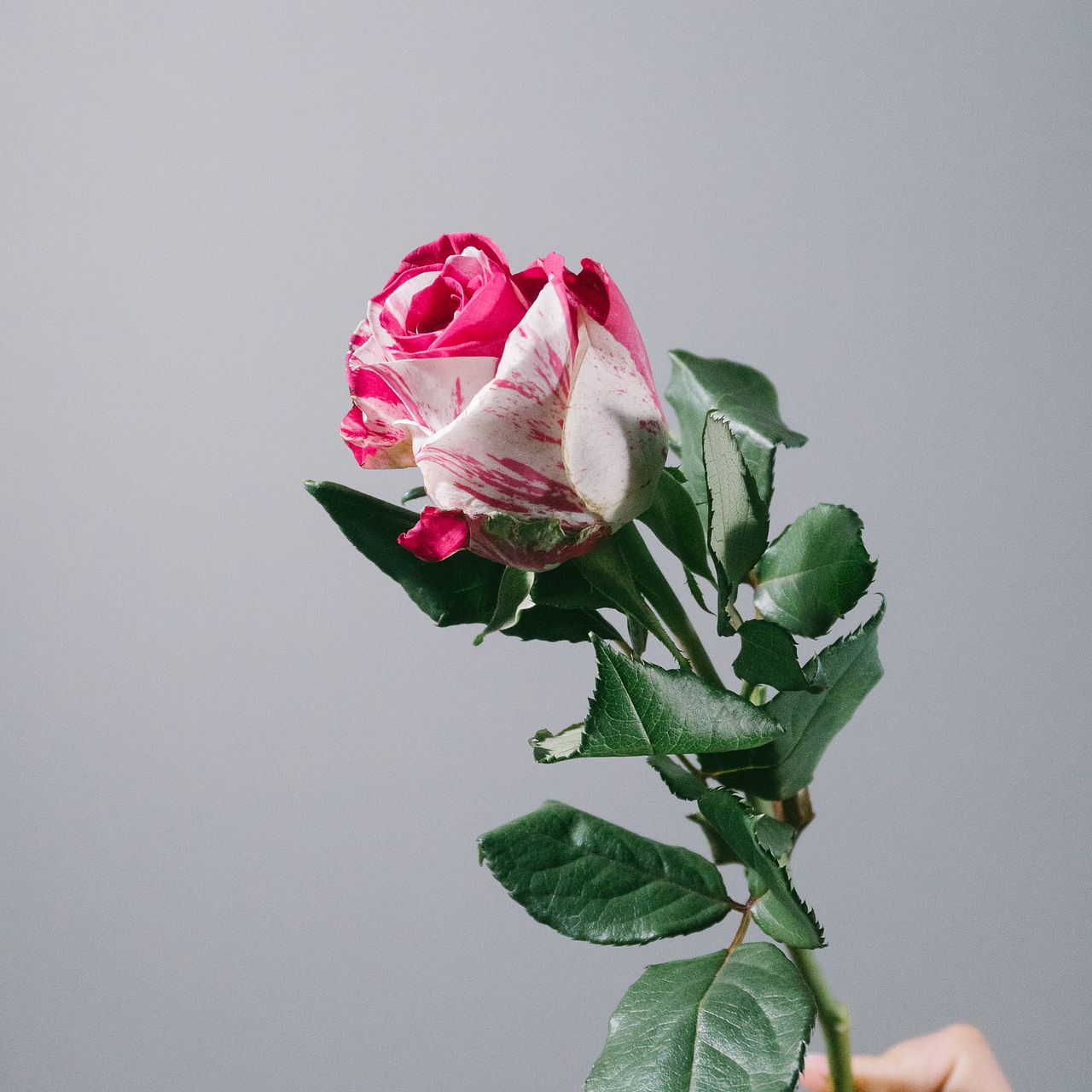 希少 ブルーオニキス ローズ バラ 大 【公式通販】