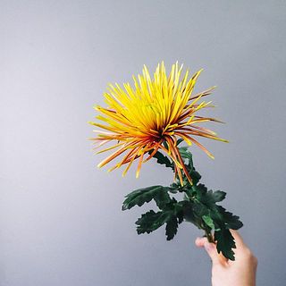 スパイダー咲きの外側の花は配送時の揺れにより少々傷がついてしまう事も。ご了承ください。