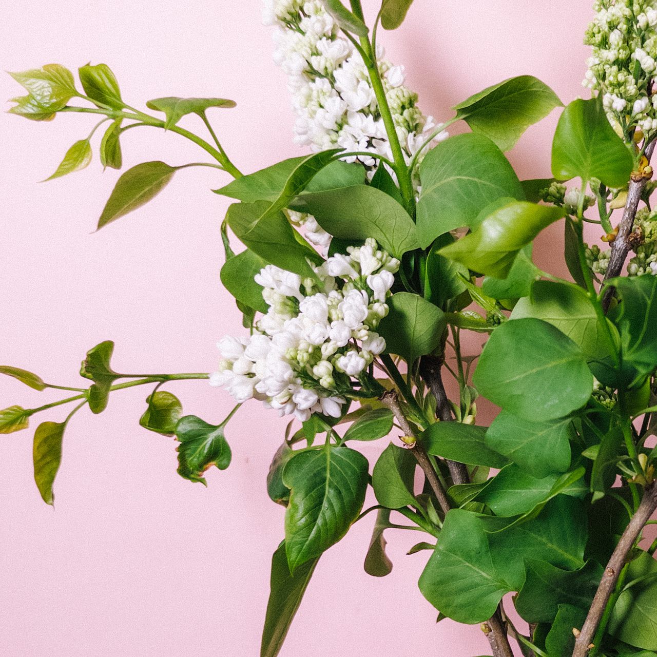 ホワイトライラック