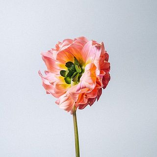 ダリアの花びらには傷がついていることも。弱っている花びらは取ってあげましょう。