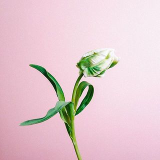 パーロット咲きはオウムのような花姿。開花しやすい性質です。その特性も楽しんで。