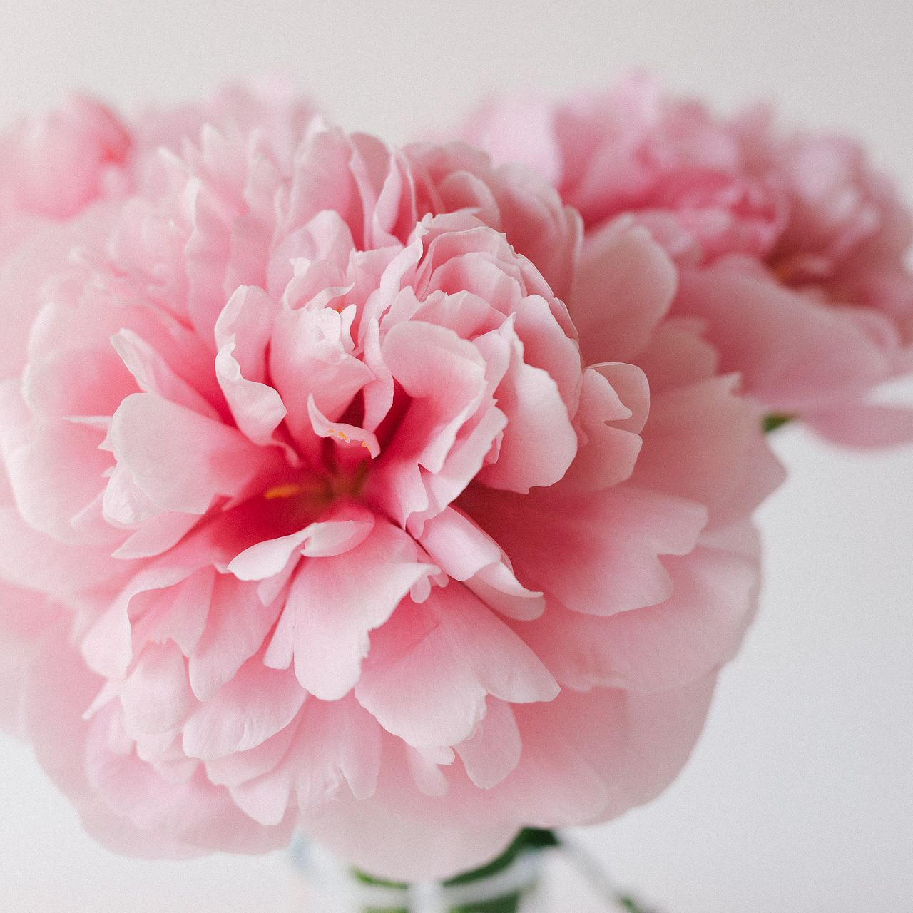 産直】センティアのエッチドサーモン