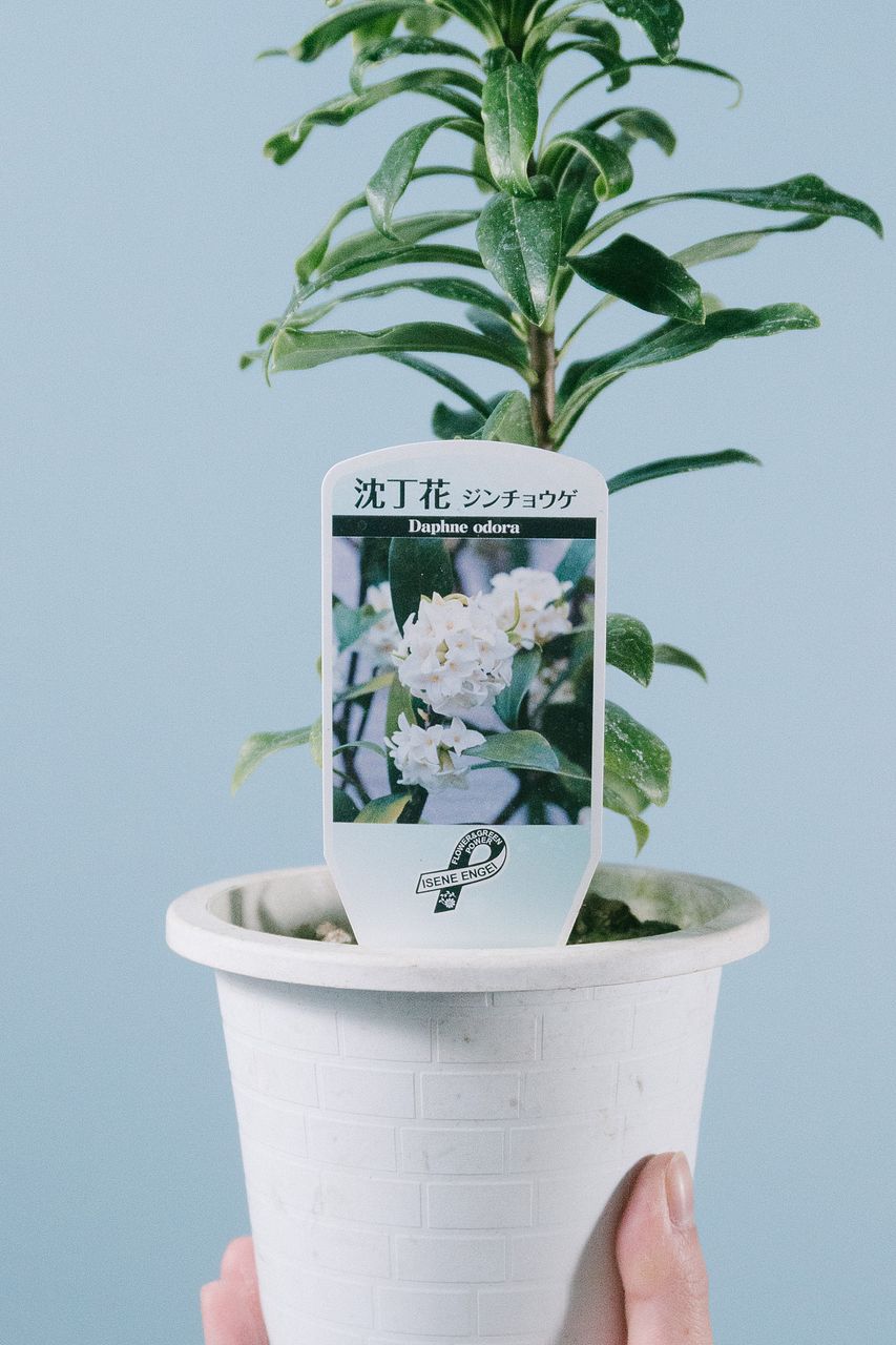 白い沈丁花