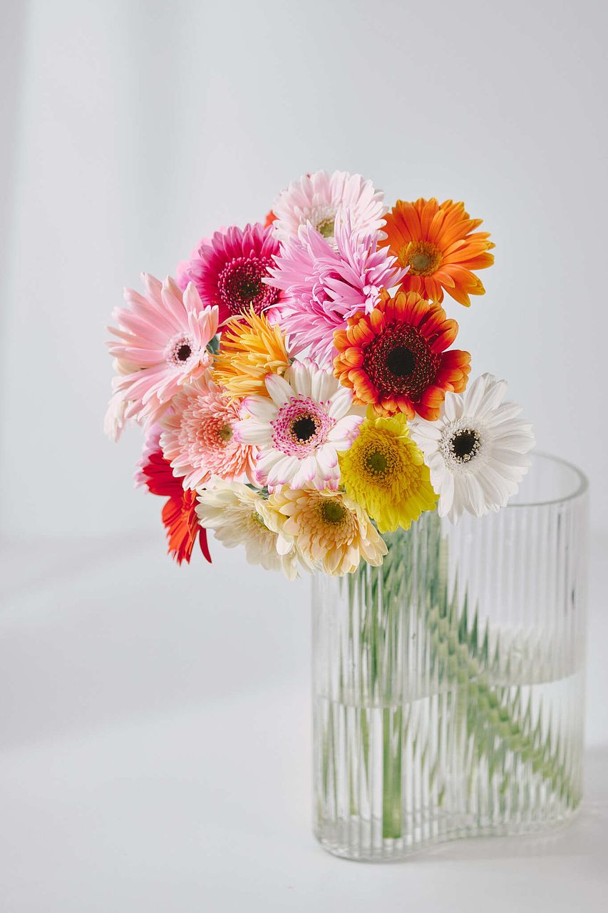 産直】松木園芸のおまかせガーベラ