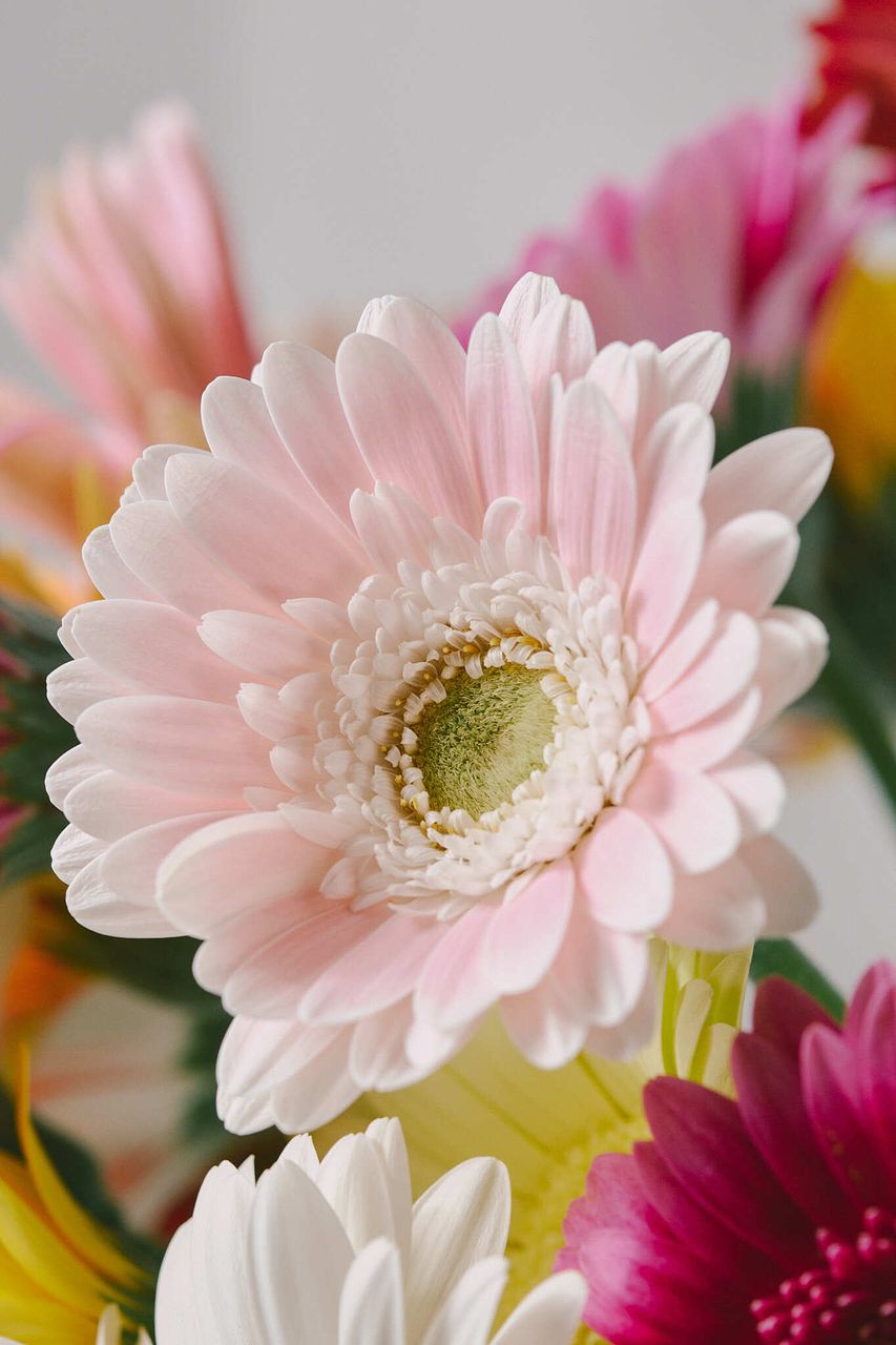 産直】松木園芸のおまかせガーベラ