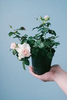 咲き方には個体差があります。