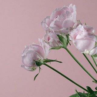 花びらの外側は縮れている場合がございます。気になる場合は摘み取ってあげましょう。