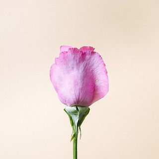 バラの外側の花びらは傷が付いていることも。内側を守る役割のため、そのままお届けします。気になる場合は優しく取ってあげてください。