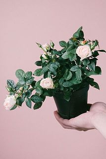 咲き方には個体差があります。