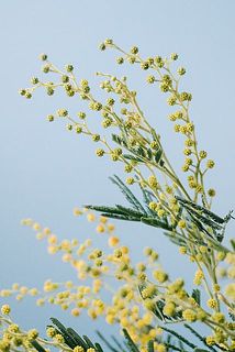 イタリア産のミモザ
