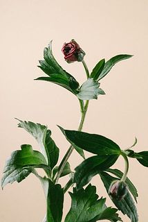 開花が楽しみ。