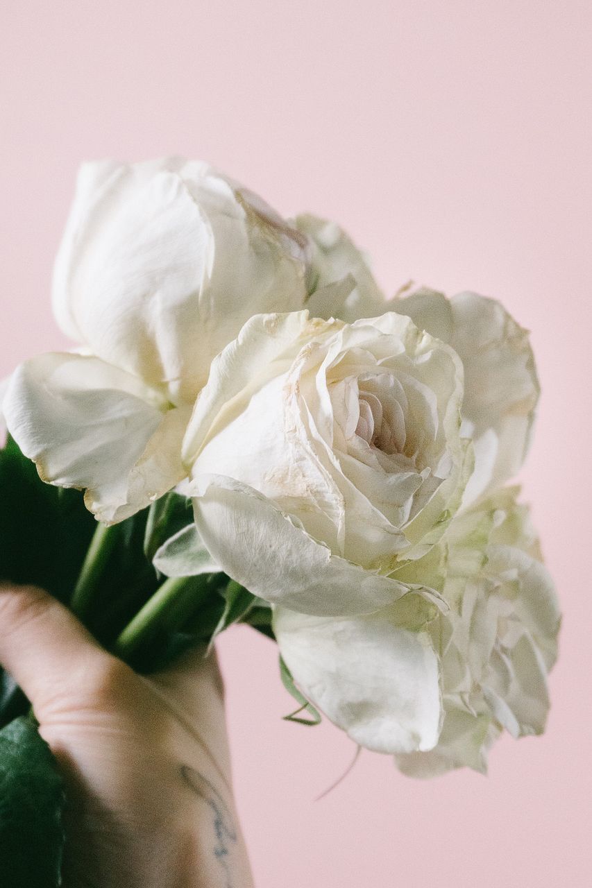 香りを楽しむ希少バラ「ハリファックス」