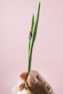 ピンク色の花が咲く珍しいムスカリです🌸