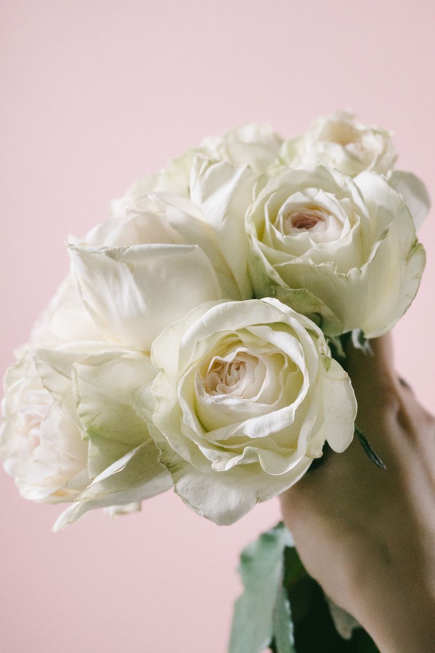 香りを楽しむ希少バラ「ハリファックス」