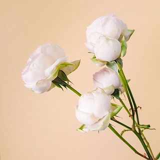 外側の花びらは傷が付いているものも。気になる場合は優しく摘み取ってあげて。