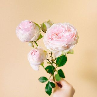 ころんとした形がキュート🍼