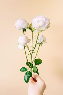 スプレーバラの花付きには個体差がございます。