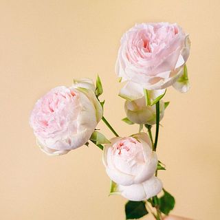 上の部分が大きくて折れてしまうことも。そんな時はカットしてグラスなどに飾るのもおすすめです。