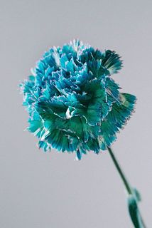 ドレスブルーのカーネーション