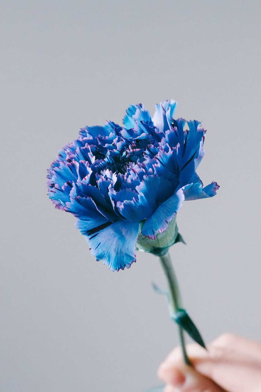 青いカーネーション　ホワイト ライトセルレア（水色染カーネ）｜ハナスタが提供する切花の画像検索サイト