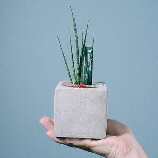 428★Heart鉢2個セット　モルタル雑貨　（お任せ植物付き） モルタルポットのおまかせ観葉植物（1個）