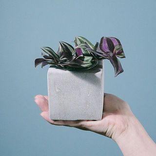 モルタルポットのおまかせ観葉植物（1個）