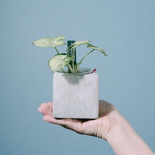 モルタルポットのおまかせ観葉植物(1個) モルタルポットのおまかせ観葉植物(1個)