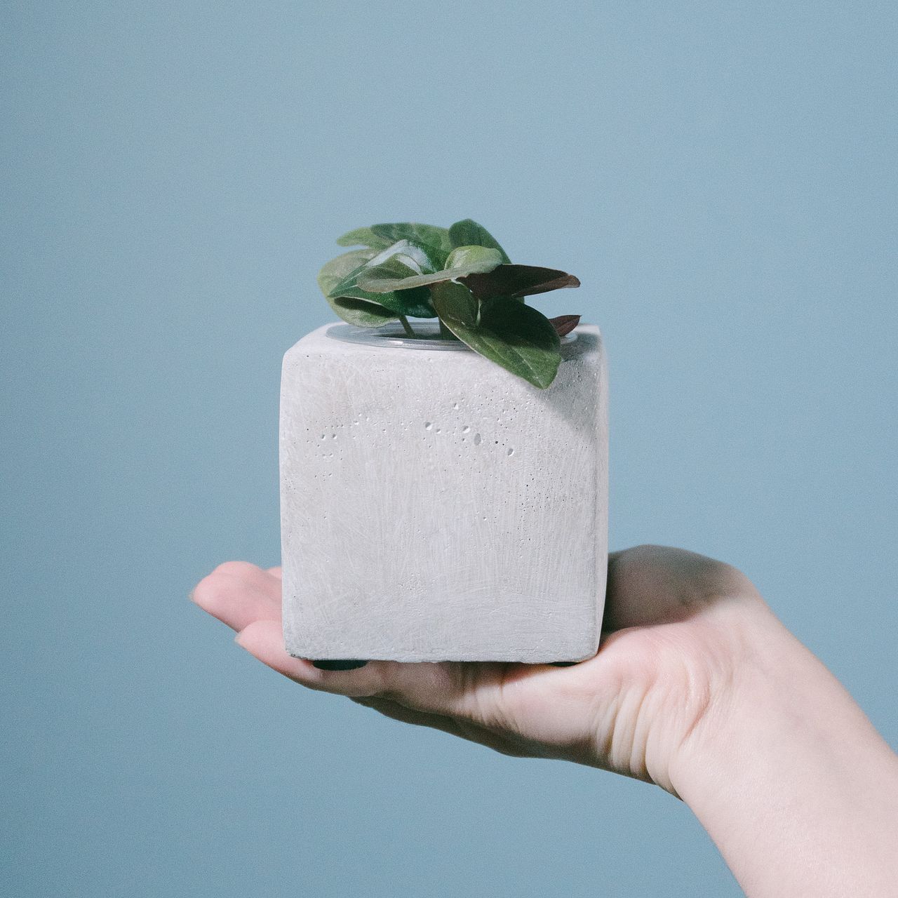 モルタルポットのおまかせ観葉植物（1個）