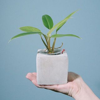 432★tree houseモルタル雑貨　（お任せ植物付き）475 モルタルポットのおまかせ観葉植物（1個）