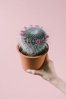 花付きには個体差があります。