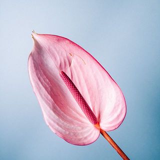 花に傷があることがあります