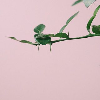 バラはトゲが大変鋭いです。お取り扱いにはご注意ください。