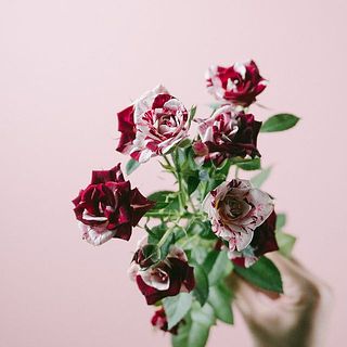 色味には個体差がございます。ご了承ください。