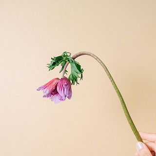 アネモネの特性として首が曲がりやすくなっています。ご了承ください。