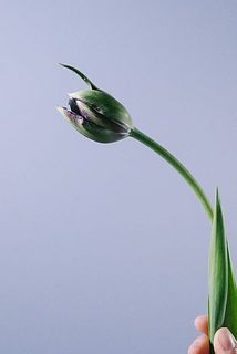 色付きには個体差があります。