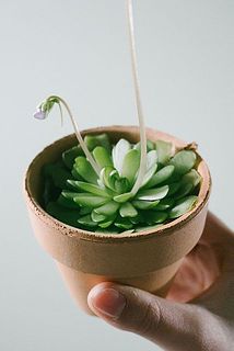 蕾がついていることも！