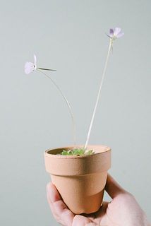 花付きには個体差があります。